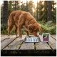 Brown dog sniffing stainless steel bowl on wooden boardwalk next to pet food tub labeled "WILDERNESS" in a forest