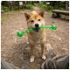 Shiba Inu with a long green twist chew toy in its mouth, standing on a forest trail beside a hiker's boots.