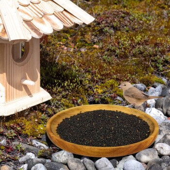 Ein Holzvogelhaus neben einem runden Holztablett, das mit schwarzem Vogelfutter gefüllt ist, mit einem kleinen braunen Vogel, der in der Nähe auf dem steinigen Boden steht.