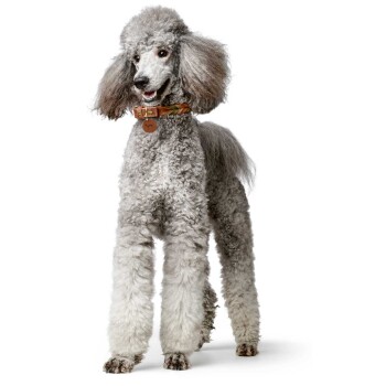 Ein verspielter grauer Pudel steht vor einem weißen Hintergrund und trägt ein braunes Halsband mit einem Anhänger, das sein flauschiges Fell und seinen freundlichen Ausdruck zeigt.