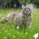 Eine flauschige graue Katze, die in einem Feld mit Wildblumen entspannt, umgeben von grünem Gras und gelben Blüten, mit einem Logo in der unteren rechten Ecke.