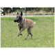 Belgischer Malinois läuft über ein grasiges Feld und trägt ein schwarzes Gummispielzeug im Maul.