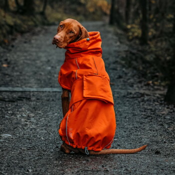 Ein Hund, der einen leuchtend orangefarbenen wasserdichten Mantel trägt, sitzt auf einem Kiesweg, umgeben von Bäumen, und zeigt seine stilvolle Outdoor-Ausrüstung.