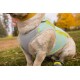 Ein hellfarbener Hund in einem atmungsaktiven grauen Mesh-Geschirr mit blau-grünen Mustern, umgeben von herbstlichem Laub.