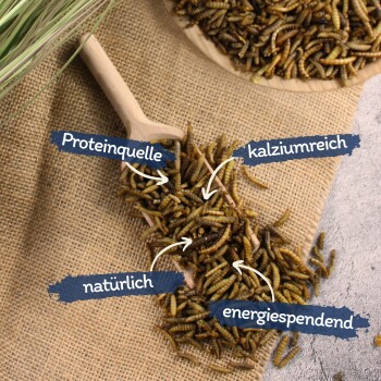 Getrocknete Mehlwürmer auf einem Holzlöffel und Teller mit deutschen Beschriftungen: Proteinquelle, calciumreich, natürlich, energiespendend.