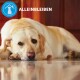 Eine Nahaufnahme eines ruhenden gelben Labrador-Retrievers auf einem polierten Boden, mit dem Text "ALLEINBLEIBEN" darüber und einem blauen Hundehäuschen-Symbol.