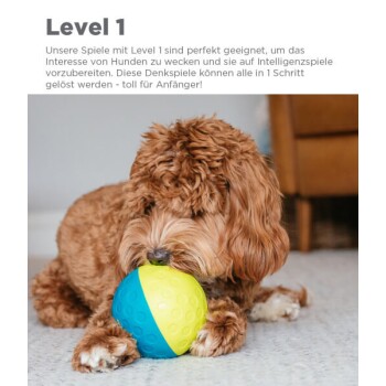 Ein brauner lockiger Hund spielt mit einem blauen und gelben Puzzleball auf einem mit Teppich ausgelegten Boden, beschriftet mit "Level 1" für Anfängerengagement.