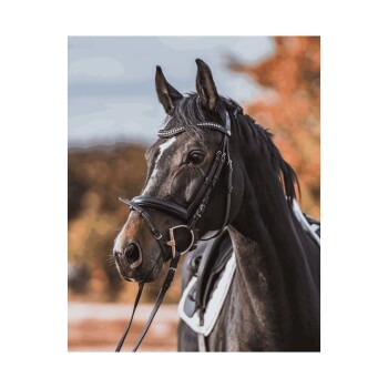 Eine Nahaufnahme eines schwarzen Pferdes, das ein Zaumzeug mit dekorativen Details trägt, vor einem verschwommenen herbstlichen Hintergrund.
