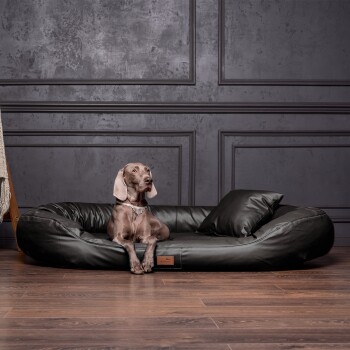 Weimaraner-Hund mit einem mit Schmuck besetzten Halsband liegt auf einem schwarzen Leder-Haustierbett mit Kissen vor einer grauen, vertäfelten Wand.