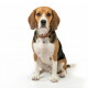 Zittende driekleurige beagle met bruine leren halsband en metalen ID-tag (QR-code), kijkt naar de camera op een witte achtergrond.