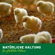 Gelbe flauschige Küken im Stroh, ein Küken zentriert; grüner Streifen unten mit der Aufschrift 'NATÜRLICHE HALTUNG für glückliche Hühner'.