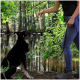 Eine Person in einem schwarzen Tanktop und blauen Jeans hält eine Hundeleine, steht neben einem schwarzen Hund in einem üppigen grünen Wald neben einem Teich.