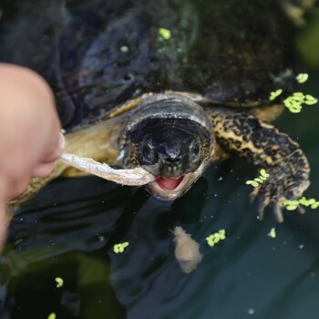 Eine Nahaufnahme einer Schildkröte im Wasser, die gierig nach einem Stück Fisch greift, das von einer Hand gehalten wird, umgeben von kleinen grünen Pflanzen an der Wasseroberfläche.