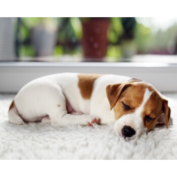 Ein kleiner, schlafender Welpe mit einem weißen Fell und braunen Flecken ruht auf einem flauschigen Teppich, mit sanftem natürlichem Licht im Hintergrund.