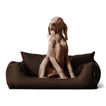 Ein hellbrauner Hund, der auf einem plüschigen, dunkelbraunen Hundebett mit zwei Seitkissen aufrecht sitzt und aufmerksam zur Seite schaut.