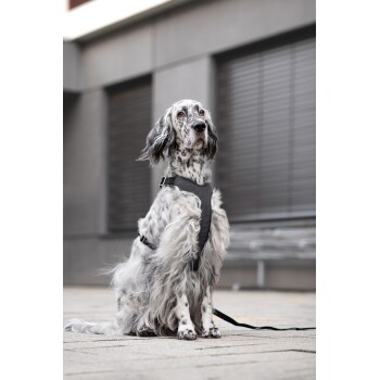 Ein gescheckter grau-weißer Hund, der ein schwarzes Geschirr trägt, sitzt auf einem Gehweg und schaut aufmerksam zur Seite.