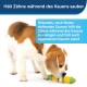 Beagle-Hund, der auf einem grünen und gelben Zahnpflege-Spielzeug kaut, mit dem Text, der besagt, dass es die Zähne beim Kauen sauber hält und für aggressive Kauer haltbar ist.