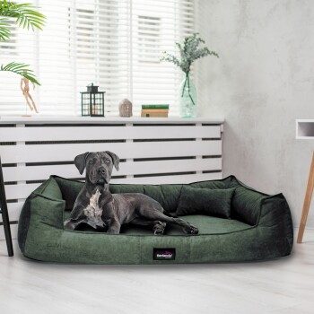 Ein grauer Hund liegt auf einem plüschigen grünen Hundebett in einem hellen Raum mit weißen Jalousien, dekorativen Pflanzen und einer Laterne im Hintergrund.