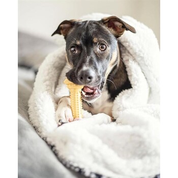 Ein glücklicher Hund, der in einer flauschigen weißen Decke eingewickelt ist, auf einem gelben Hundekeks kaut, mit leuchtenden Augen und einem verspielten Ausdruck.
