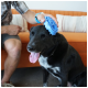 Schwarzer Hund mit weißer Brust, Zunge heraus, wird auf dem Kopf mit einer blauen Gummibürste von einer Person auf einem orangefarbenen Sofa gebürstet.