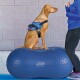 Ein brauner Hund in einem blauen Geschirr sitzt auf einem großen blauen FitPAWS-Balanceball, während eine Person in einer blauen Jacke mit ihm interagiert.