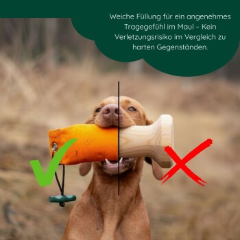 Deutscher Schäferhund schwimmt im Wasser und hält eine orangefarbene Trainingsattrappe im Maul.