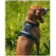 Ein brauner Hund, der ein schwarzes Geschirr trägt, sitzt im üppigen grünen Gras in der Nähe eines ruhigen Gewässers, umgeben von Bäumen und Laub.