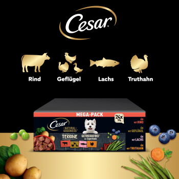 Cesar Mega-Pack Hundefutter-Terrinenbox mit Terrierbild; Symbole mit den Aufschriften Rind, Geflügel, Lachs, Truthahn.