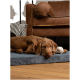 Ein brauner Hund liegt auf einem weichen blauen Haustierbett, sieht entspannt aus neben einem weißen geknoteten Spielzeug, mit einem gemütlichen braunen Sofa im Hintergrund.