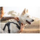 Eine Person mit Tattoos passt ein Geschirr an einen weißen Hund in einer natürlichen Umgebung an, mit sanftem Sonnenlicht und verschwommenen Bäumen im Hintergrund.