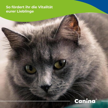 Nahaufnahme einer grau langhaarigen Katze mit gelben Augen; grünes Banner mit deutschem Text und 'Canina'-Logo.