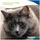 Nahaufnahme einer grau langhaarigen Katze mit gelben Augen; grünes Banner mit deutschem Text und 'Canina'-Logo.
