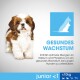 Puszysty szczeniak Shih Tzu stoi przed jasnym tłem z napisem "GESUNDES WACHSTUM" i informacjami o wapniu i fosforze dla zdrowego wzrostu.