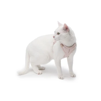 Eine weiße Katze, die ein hellrosa Geschirr trägt und zur Seite schaut, vor einem schlichten weißen Hintergrund.