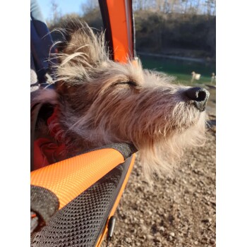 DogBus gefederter Fahrradanhänger für Hunde
