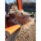 DogBus gefederter Fahrradanhänger für Hunde