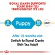 Royal Canin graphic promoting dog food for Shih Tzus, indicating feeding stages: "Puppy" at 2 months and "Adult" at 10 months.