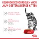 Een speelse grijze tabby kitten staat naast een rode kom met kattenvoer, wat gezondheidsvoordelen voor gesteriliseerde kittens benadrukt.