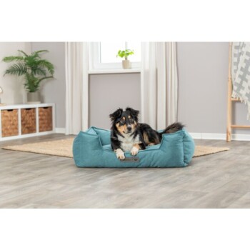 Ein schwarzer und brauner Hund, der in einem türkisfarbenen Hundebett auf einem Holzboden entspannt, mit einer Pflanze und Vorhängen im Hintergrund.