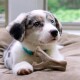 A close-up of a dog's paw resting on a Benebone chew toy, set against a soft, beige blanket with a blurred background.