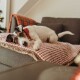 Hundedecke Astana beige