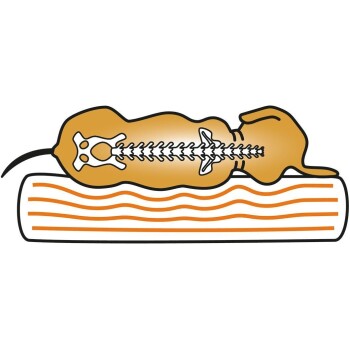 Illustration eines Hundes, der auf einer gestreiften Matte liegt, wobei seine Wirbelsäule und Skelettstruktur in einem vereinfachten, cartoonhaften Stil dargestellt sind.