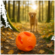 Oranger K9 Connectables Hundespielzeugball auf Waldboden mit unscharfem Golden Retriever im Hintergrund.