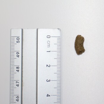 Kleines braunes, gebogenes Leckerli-Pellet (ca. 1 cm lang) neben einem metrischen Lineal, das die 0-cm-Markierung auf weißem Hintergrund zeigt.