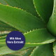 Nahaufnahme von grünen Aloe-Vera-Blättern mit dunkelblauem rundem Label 'Mit Aloe Vera Extrakt'.