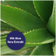 Nahaufnahme von grünen Aloe-Vera-Blättern mit dunkelblauem rundem Label 'Mit Aloe Vera Extrakt'.