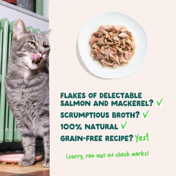 Gray tabby cat licking lips by bowl, plate of salmon and mackerel flakes, text: "Flakes of salmon and mackerel? ✓"