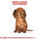 Illustration of a Dachshund dog with a measurement guide, labeled "BREED RANGE: DACHSUND" at the top.