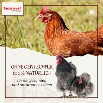 Braunes Huhn steht auf Gras in Wassernähe mit dem Text „GVO FREI“ und Hühnersilhouette auf einer Tierladenanzeige.