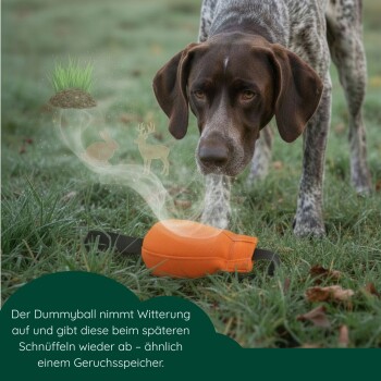 Golden Retriever sitzt auf Gras und hält im Freien eine schwarze Leine im Maul.